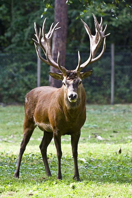 red-deer-262186_640