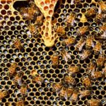 Včelí jed – užitočný ako med?